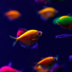 Bunte Fische