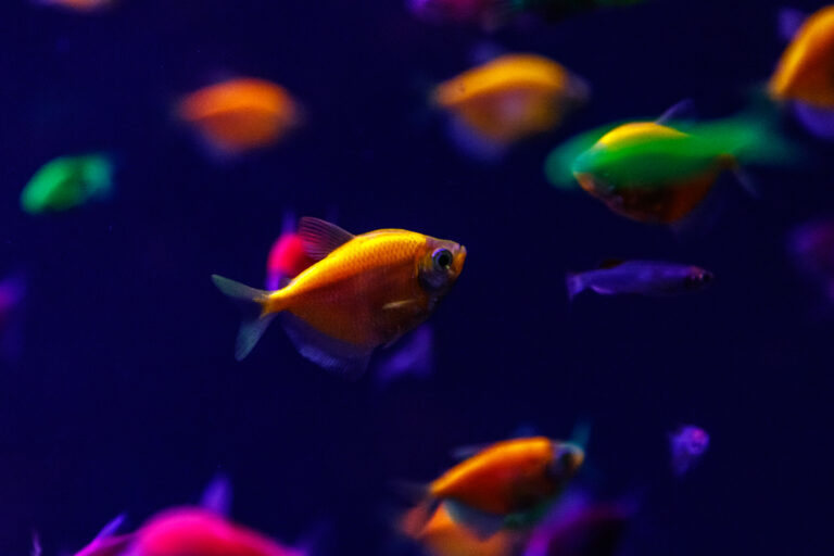 Bunte Fische in einem Aquarium